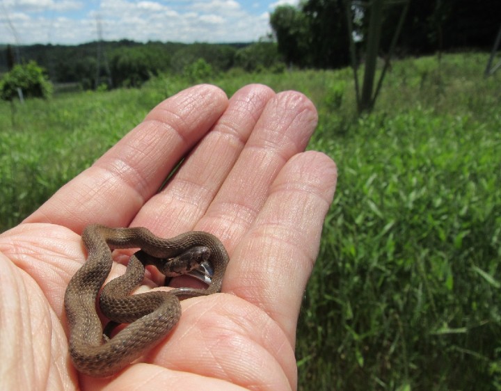 DeKay's Brown Snake